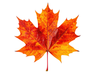 A close-up of a vibrant autumn leaf with detailed veining and radiant red, yellow, and orange hues