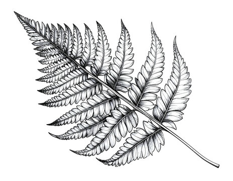 Detailed grayscale botanical illustration of a fern leaf, rendered with intricate shading on black background