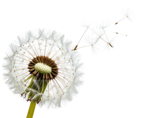 Close-up of a dandelion seed head with delicate, airborne seeds against a black background