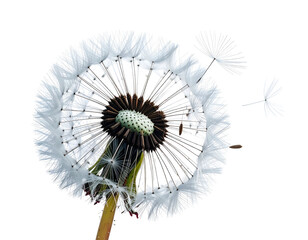 Close-up of a dandelion seed head, some seeds floating away against black background