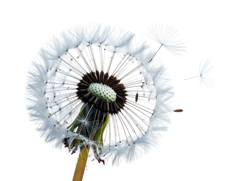 Close-up of a dandelion seed head, some seeds floating away against black background