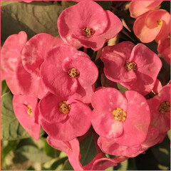 lovely pink flowers with green leaves 