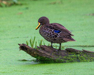 Yellow-billed Duck