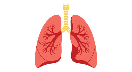 Anatomical illustration of human lungs and trachea with bronchi anatomy respiratory system on transparent background