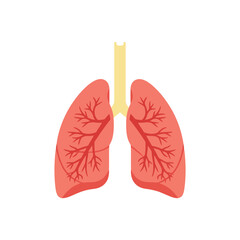 Stylized illustration of human lungs with branching bronchioles respiratory system anatomy on transparent background