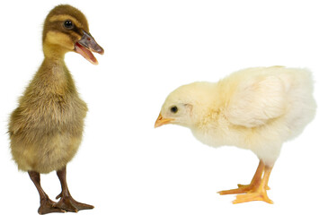 Baby Chicken and Duckling PNG for Design Projects