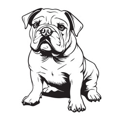 english bulldog portrait