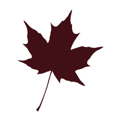Autumn's Elegant Silhouette: a burgundy maple leaf gracefully poised, capturing the serene essence of autumn's artistry.