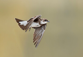 Golondrina marrón en vuelo