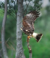 Caracolero ave despegando.