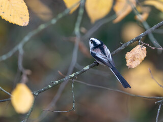 Naklejka premium Long Tailed Tit in Germany in Tree with Autumn Colours - Detailed Photos of this small Tit. High quality photo