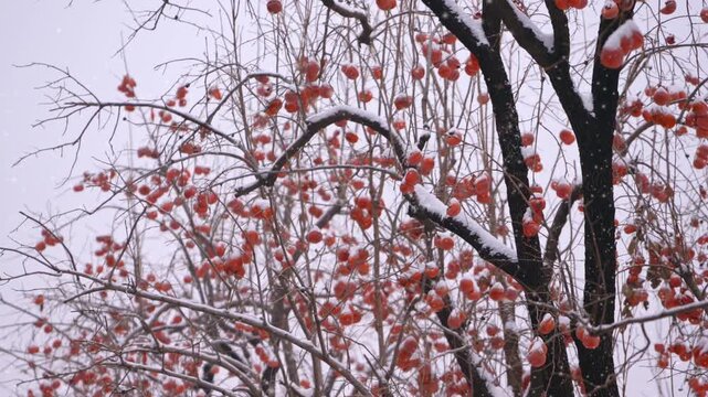 Snow-covered persimmon tree with orange fruit in Beihai Park Beijing winter landscape