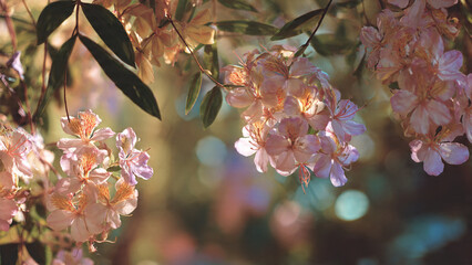 Delicate purple pink cherry blossom clusters with fresh green leaves on branches, beautiful spring flowers in natural garden setting creating peaceful seasonal display with soft botanical beauty