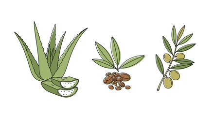 Botanical illustration featuring aloe vera, cocoa beans, and olive branch with fruit, showcasing natural ingredients and plant life in a sketch style.