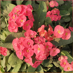pink fowers with leaves