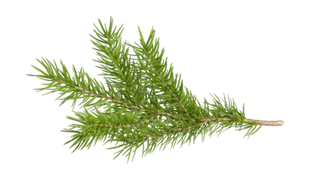 Branch of a pine, branch of a pine isolated on white or transparent background png