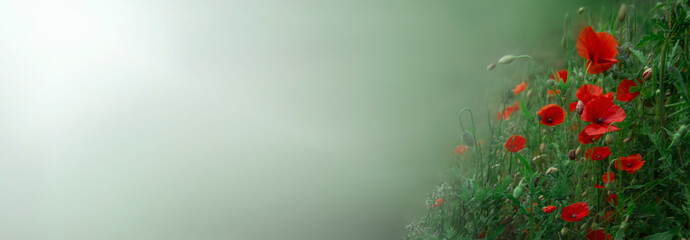 poppy flower banner . Anzac background. Poppy, Remembrance memorial Day poster. banner. copy space