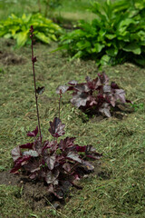 Heichera, protection of flowers from weeds mulching with mowed grass. Natural weed control, nutrition eco-friendly garden