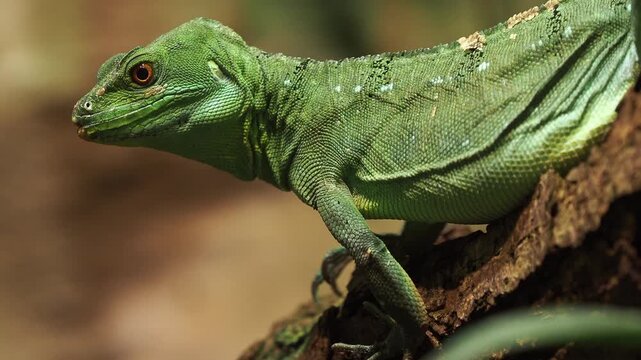 Green basilisk lizard resting on a branch, showcasing its intricate scales