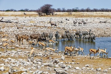 Wasserloch Okaukuejo