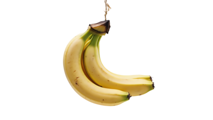 Two ripe bananas hanging from a string, , a healthy and delicious tropical fruit for a nutritious snack
