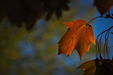 a park in autumn in Italy
