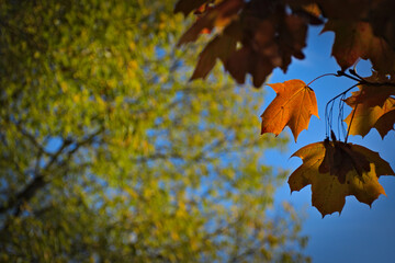 a park in autumn in Italy
