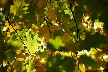 leaves in autumn