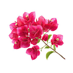 Bougainvillea pink floral branch PNG die-cut, tropical Bougainvillea flower clipart for botanical design, garden decor, packaging, and nature-themed creative projects, Bougainvillea pink floral cutout