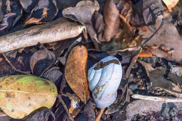 落ち葉の中に横たわるカタツムリの白い殻
