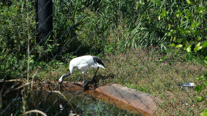 the red-crowned crane or Grus japonensis, also called the Manchurian crane or Japanese crane, is a large East Asian crane among the rarest cranes in the world. red crown crane is drinking water