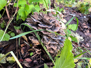 Edible mushroom, a species of the genus Gryphola of the family Fomitopsis. (Lat. Grifola frondosa).
