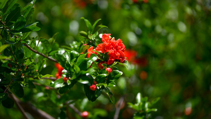 Obraz premium Pomegranate flower on a bush. Flowering pomegranate. Red pomegranate flower.