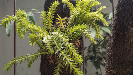 Lush green spike moss or epiphyte plant (Lycopodium/Selaginella) growing on a fibrous trunk, capturing a vibrant tropical texture. Perfect for gardening, nature, growth, and unique botanical backgroun