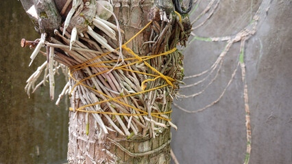 Close-up of numerous aerial orchid roots securely tied with yellow string to a tree trunk. Concepts of plant care, gardening, texture, growth, nature, tropical botany, farming, and ample copy space.
