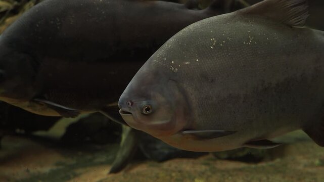 Pacu fish swimming in water with focus on detailed scales and eye