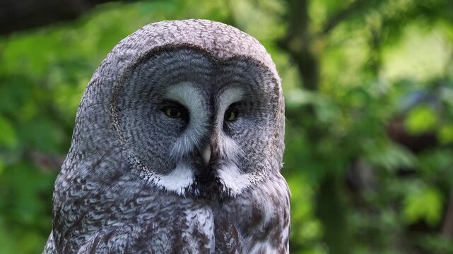 Great gray owl close up portrait with intense yellow eyes and detailed plumage