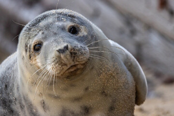 Curious Grey Seal Looking Toward the Camera on Sandy Beach