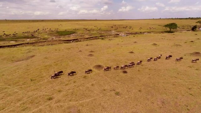 Shooting wildebeest from a height of 20 meters. 