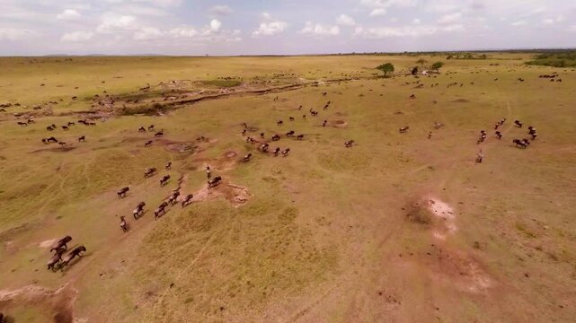 Aerial view of the migration of wildebeest in Masai Mara Game Reserve.