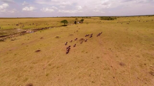 Aerial view of the migration of wildebeest in Masai Mara Game Reserve.