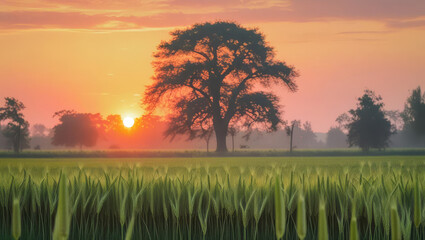 Beautiful summer sunset over a green grassy meadow landscape with bright yellow sunlight on the horizon and clouds