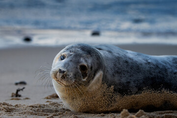 Grey Seal Resting on Sandy Beach Looking Toward the Camera