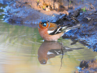 The common chaffinch male bird taking a bath, Fringilla coelebs