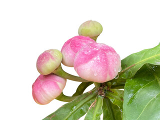 rose on white background, Gustavia augusta, Gustavia, Gutzlaffia, LECYTHIDACEAE, Pink, green, flower, leaf, stop water, flower bloom, png