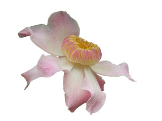 pink lily isolated on white background, Gustavia augusta, Gustavia, Gutzlaffia, LECYTHIDACEAE, Pink, green, flower, leaf, stop water, flower bloom, png