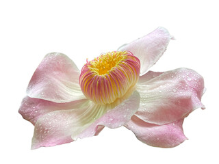 pink rose petals, Gustavia augusta, Gustavia, Gutzlaffia, LECYTHIDACEAE, Pink, green, flower, leaf, stop water, flower bloom, png