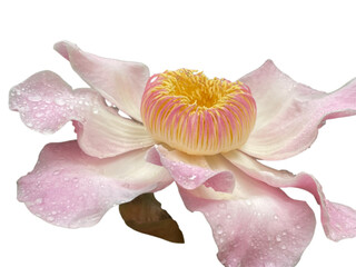 pink orchid isolated on white, Gustavia augusta, Gustavia, Gutzlaffia, LECYTHIDACEAE, Pink, green, flower, leaf, stop water, flower bloom, png