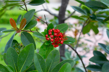 Golden penda, Junjum or Expo gold