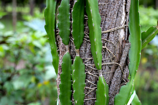 A close-up of a dragon fruit cactus vine